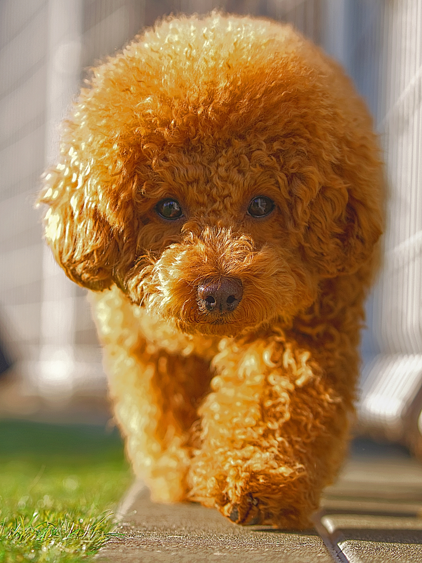 Dog 2
