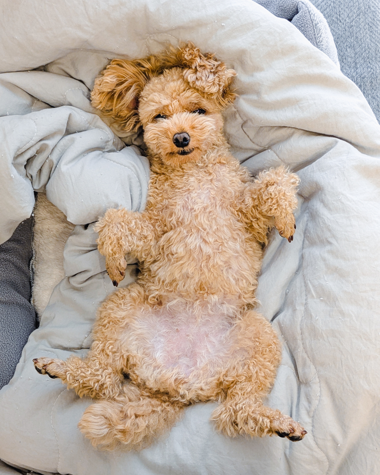 Dog 3